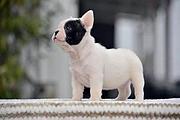 荆州哪里有卖法斗犬，法斗市场价格