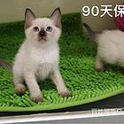 咸宁纯血双血统暹罗猫优惠出售