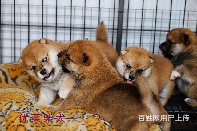 通辽纯种柴犬出售，柴犬要怎么喂养的图片