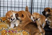 通辽纯种柴犬出售，柴犬要怎么喂养