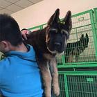 锤系德牧 大头 黑脸 德牧幼犬 购买有保证