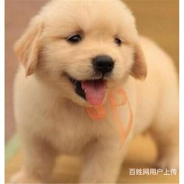 毕节买金毛去哪家店靠谱 靠谱金毛卖家的图片