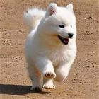 济南【*推荐】萨摩耶犬舍‖萨摩耶养殖场