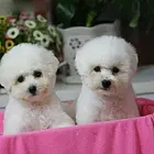 出售纯种卷毛比熊犬 比熊幼犬 保证健康