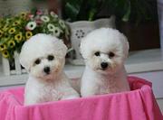 比熊 法国卷毛比熊 棉花糖一样的比熊幼犬 粉扑