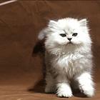 咸阳纯种金吉拉猫舍 正规猫舍家庭式繁育