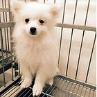 曲靖【十年老店】常年繁殖优质血统银狐幼犬
