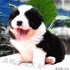 宁波边境牧羊犬，边牧有多聪明，边境犬舍