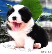 嘉兴【益帆边境牧羊犬犬舍】，驱虫疫苗全，售后保障
