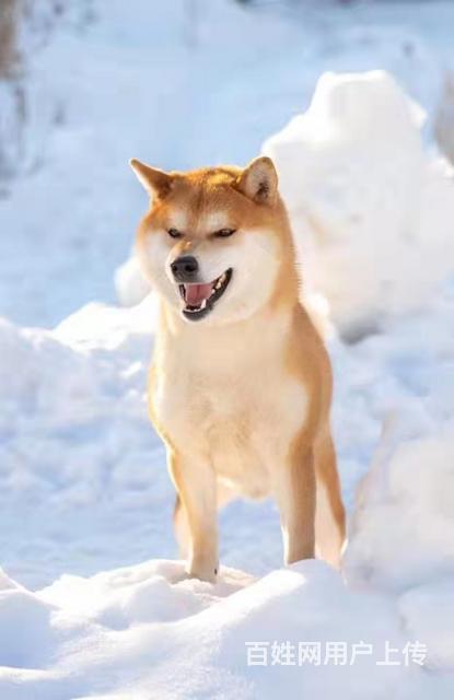 甘孜纯种柴犬高品质柴犬基地的图片