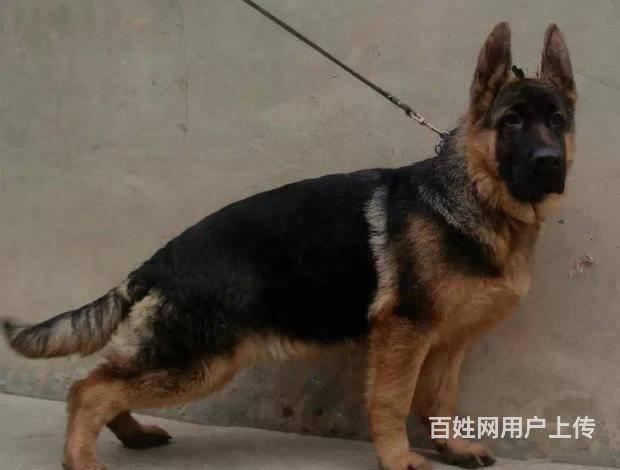 北京纯种德牧多少钱一只 锤系德牧 北京送货上门