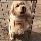池州金毛价格_金毛多少钱金毛图片_纯种金毛幼犬
