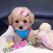 荆州【泰迪犬舍】地址 泰迪一般价位