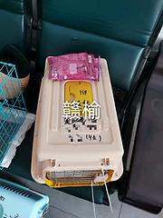 毕节织金县宠物托运（猫狗运输）活体宠物邮寄快递/2022更新