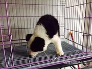 池州泰迪繁殖场泰迪犬舍信息