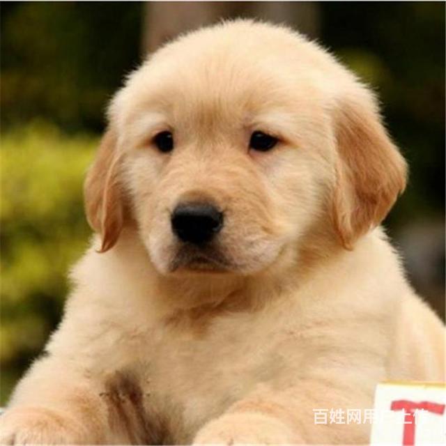 松原本地金毛犬舍在哪儿▲本地金毛养殖基地的图片