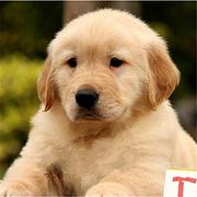 嘉兴正规金毛犬舍地点联系方式