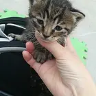 猫咪健康活泼可爱。
