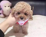 嘉兴正规泰迪犬舍地点联系方式