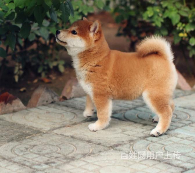 高档柴犬出售 纯种黄柴 赤柴 白柴幼犬均有 公母全