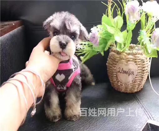 老人头雪纳瑞 疫苗驱虫已做 可签协议 终身质保 韶关始兴狗狗