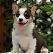 汉中上哪可以看到柯基犬舍，柯基犬舍地址位置
