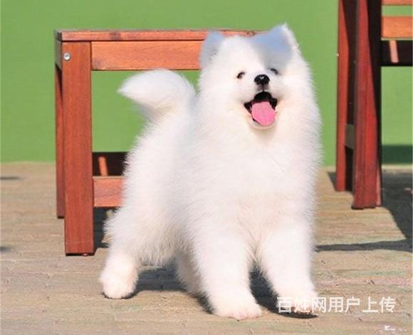 临沧买萨摩耶去哪家店靠谱 靠谱萨摩耶卖家的图片