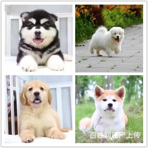 宜春狗场如何买到纯种狗的图片