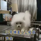 狗场不干了全部出售