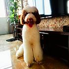诚心诚意卖