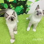 周口进口暹罗猫幼猫特价转让