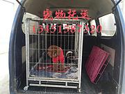 长葛宠物托运（猫狗）邮寄速运空运 （2022今日 长葛宠物运