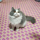 出售自家养的蓝猫