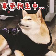 池州就近哪里有柴犬卖，一般柴犬本地多少钱