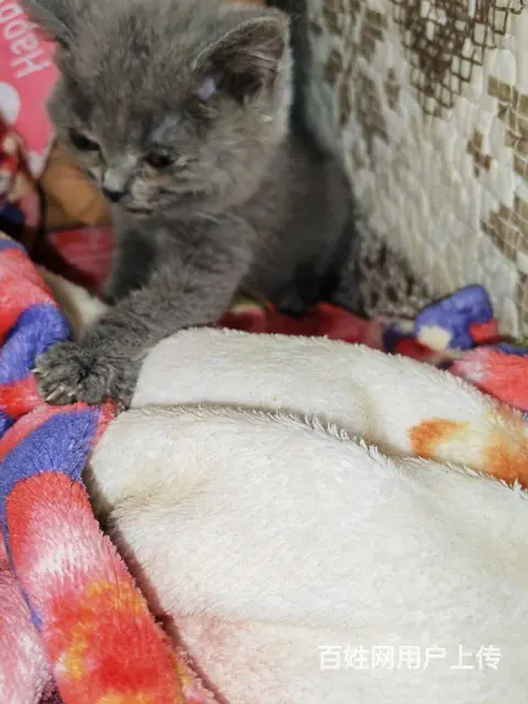 免费赠送小奶猫的图片