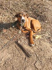 猎犬转让
