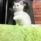 盐城附近哪里有银渐层卖◆猫场常年卖纯种银渐层