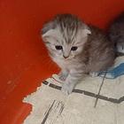 原窝折耳猫