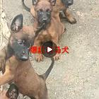 出售爆红马犬