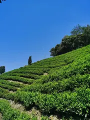 山上喷灌 茶叶抗旱 安吉白茶 原产地直销