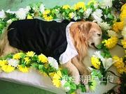 宁波24小时宠物殡葬电话,宁波宠物殡仪馆,十年老店