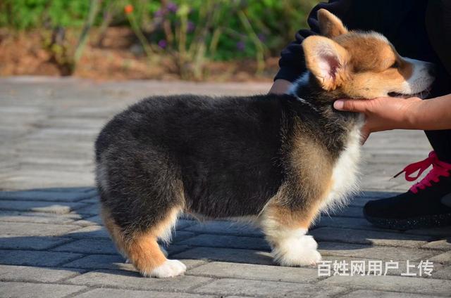 沭阳宠物 沭阳狗狗 沭阳柯基犬