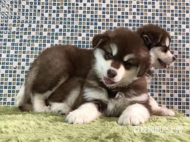 安康哪里有卖阿拉斯加阿拉斯加哪家靠谱的图片