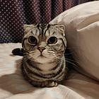 超安静折耳猫找新家