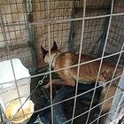 一年的马犬公