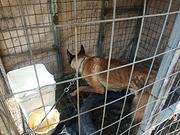 一年的马犬公