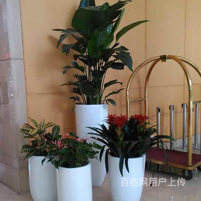 北京专业绿植租摆 鲜花盆景 花木租摆 绿植销售