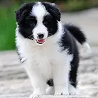 邢台哪里有边牧卖 边牧犬舍信息