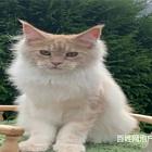 呼伦贝尔CFA认证猫舍缅因猫多少钱一只保纯种健康
