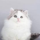 贵州黔西南纯种拿破仑矮脚全国包邮